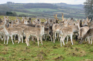 flock of deer